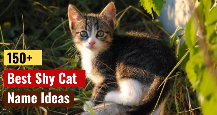 125 Unique Shy Cat Names for Scaredy-Cats - PetHelpful