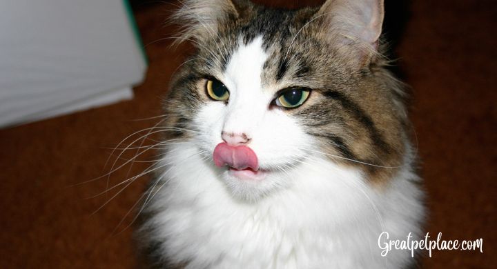 
Cats-Tongue-Facts