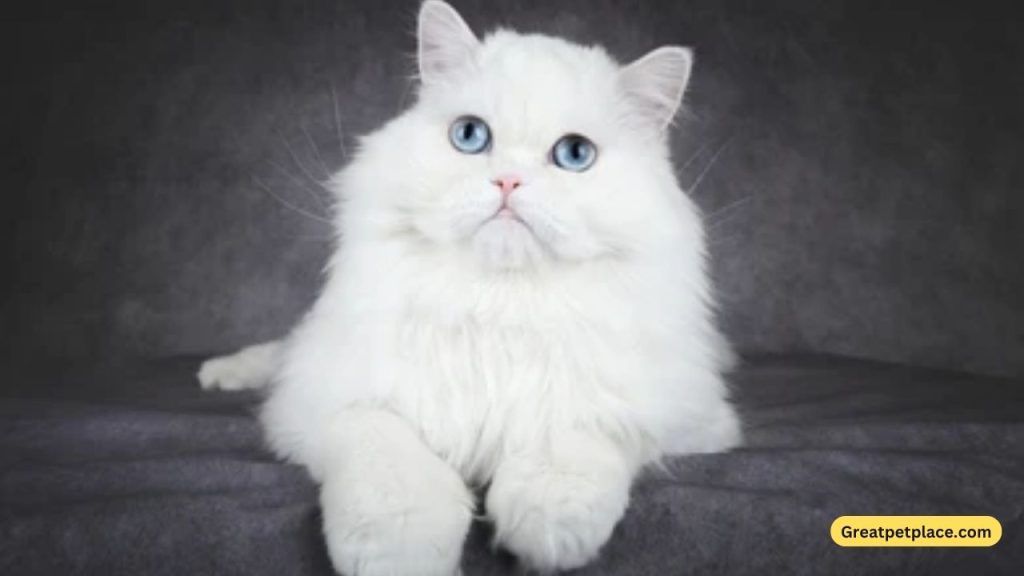 Fluffy-White-Cat
