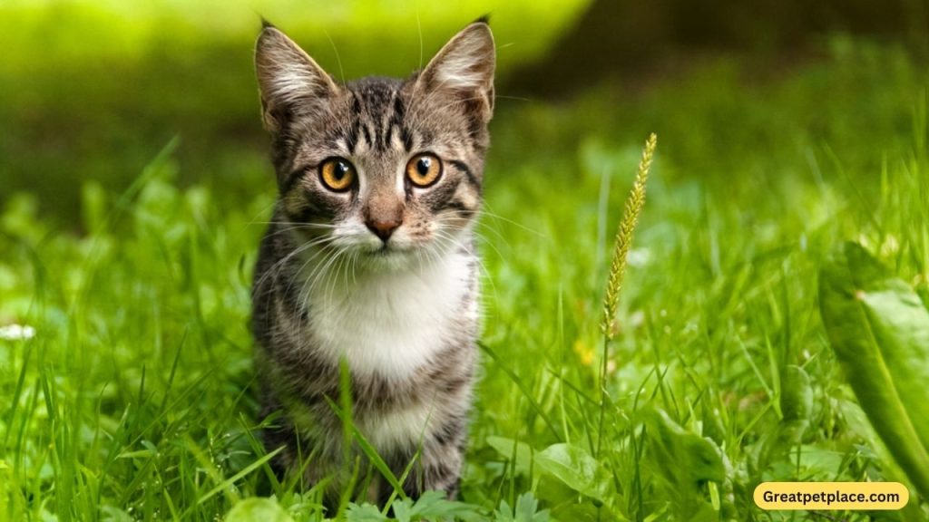 Outdoor-Male-Cat-Names