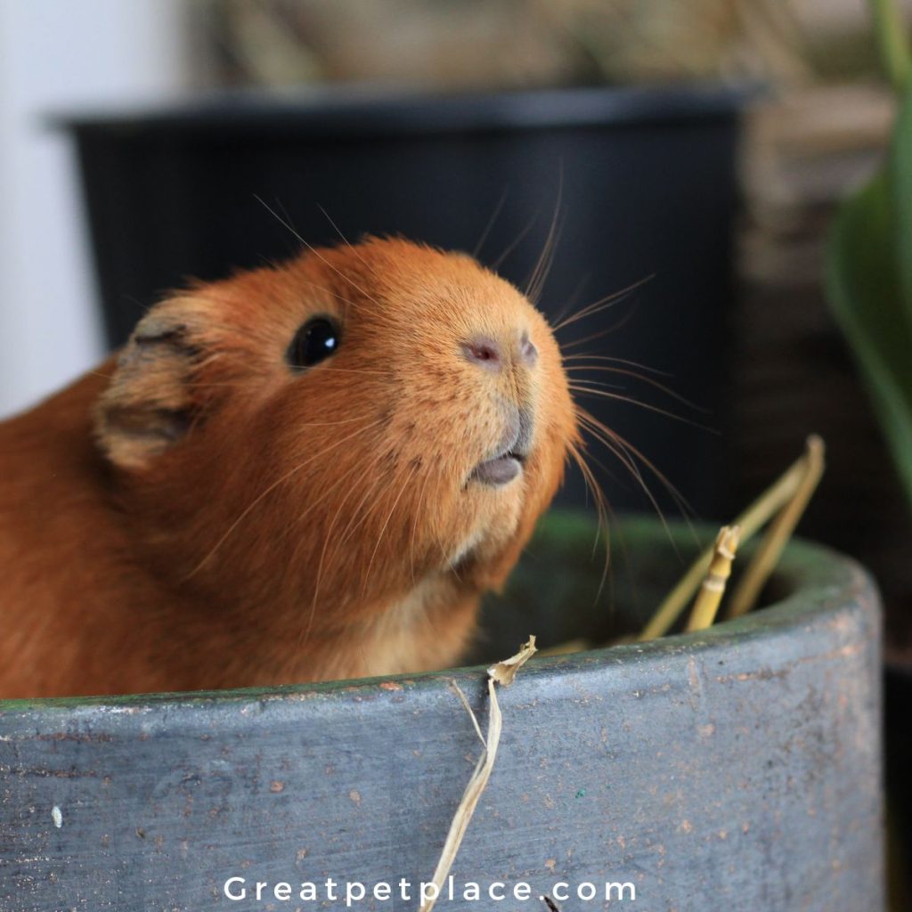 Adorable-Unusual-Hamster-Names