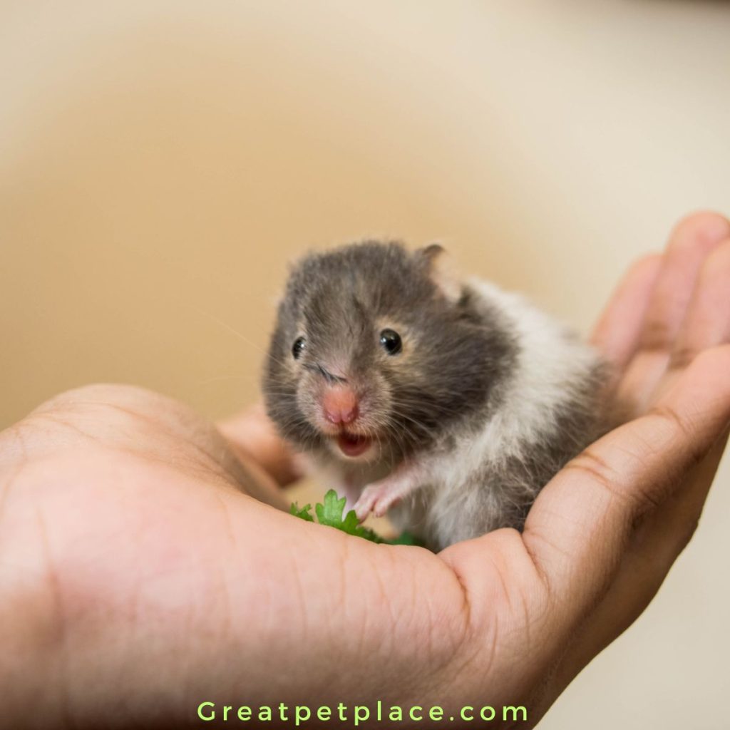 Adorable-cute-hamster-names