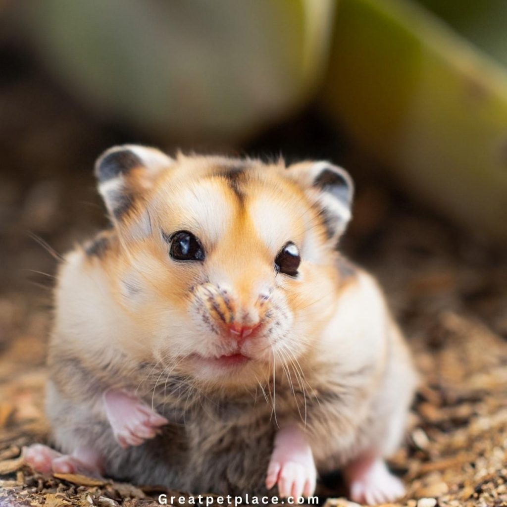Cute-baby-hamster-names
