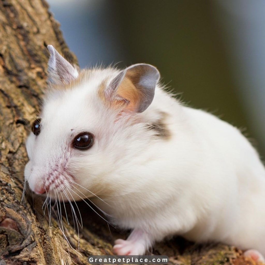 Cute-tiny-hamster-names