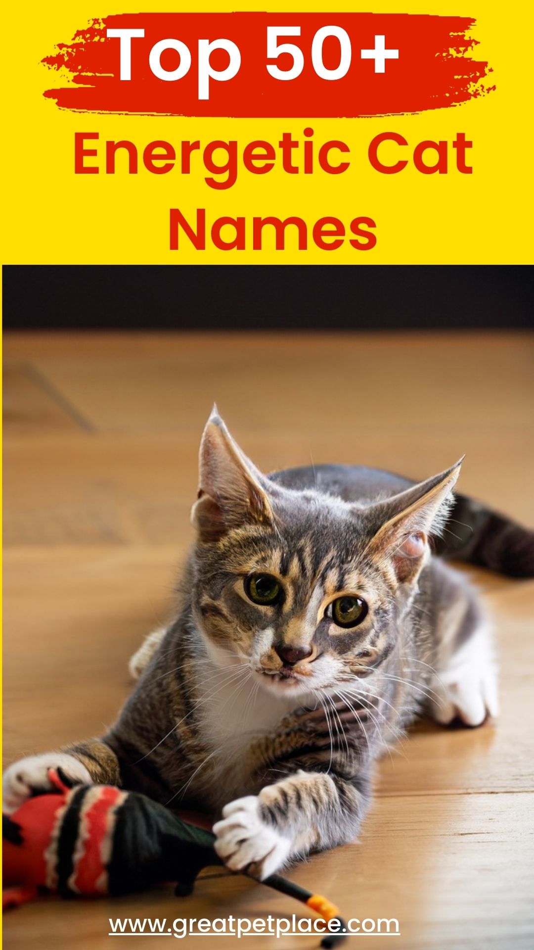 50+ Cute Cat Names - Adorable Names To Give a Boy or Girl Kitten
