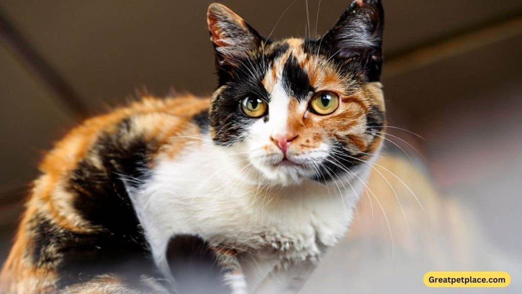 Feisty-Calico-Cat-Names