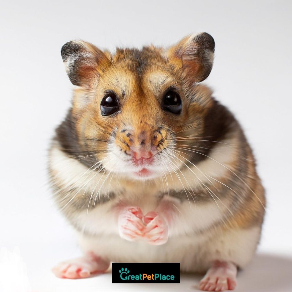Funny-Exotic-Hamster-Names