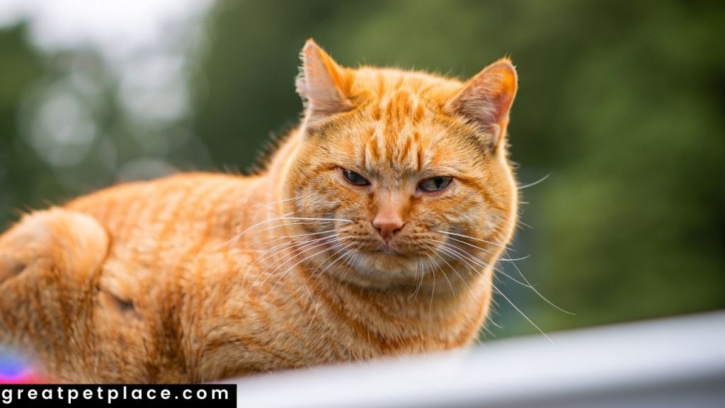 Grumpy-Orange-Cat-Names