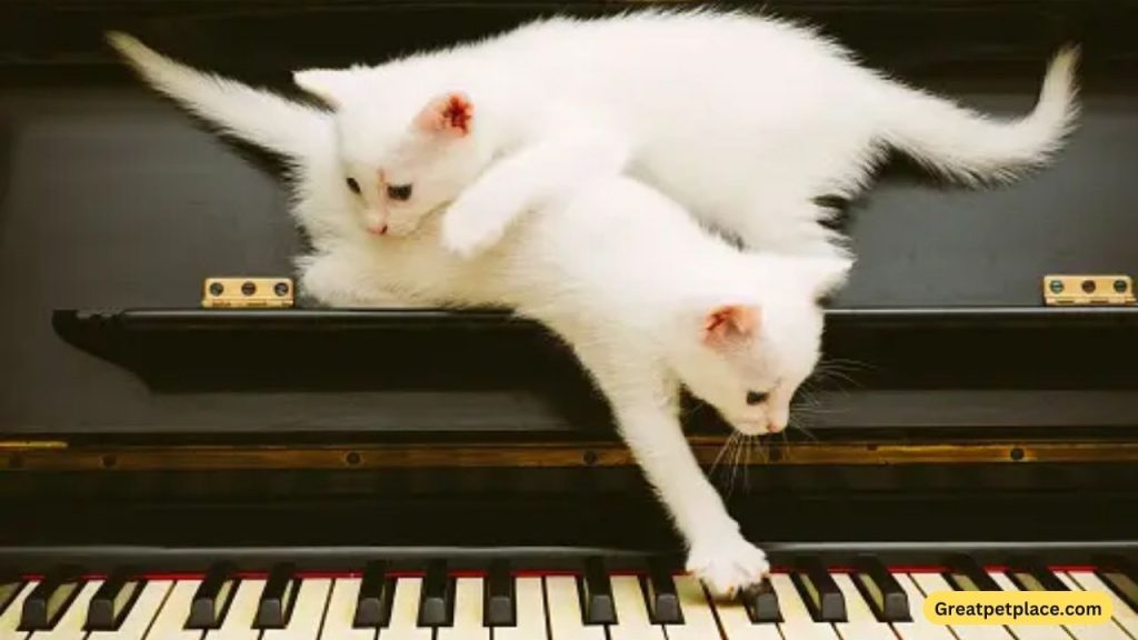 Musical-Funny-Cat-Names