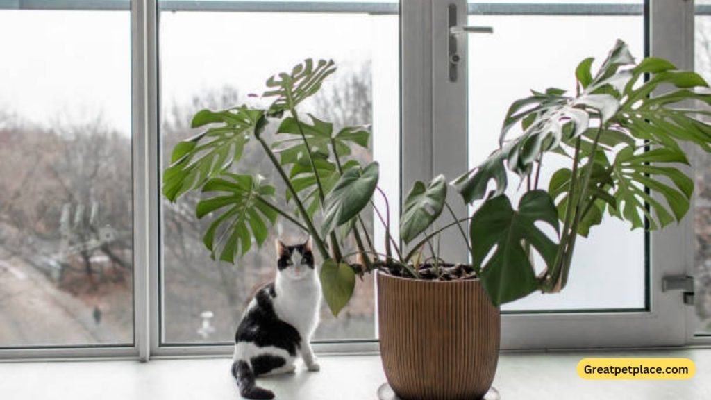 Plant-Themed-Female-Cat-Names