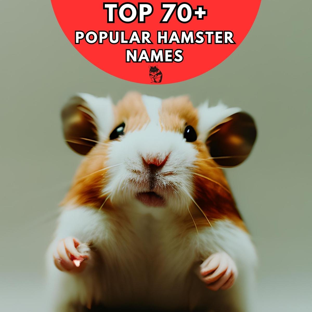 Popular Hamster Names Our Top 70 Picks