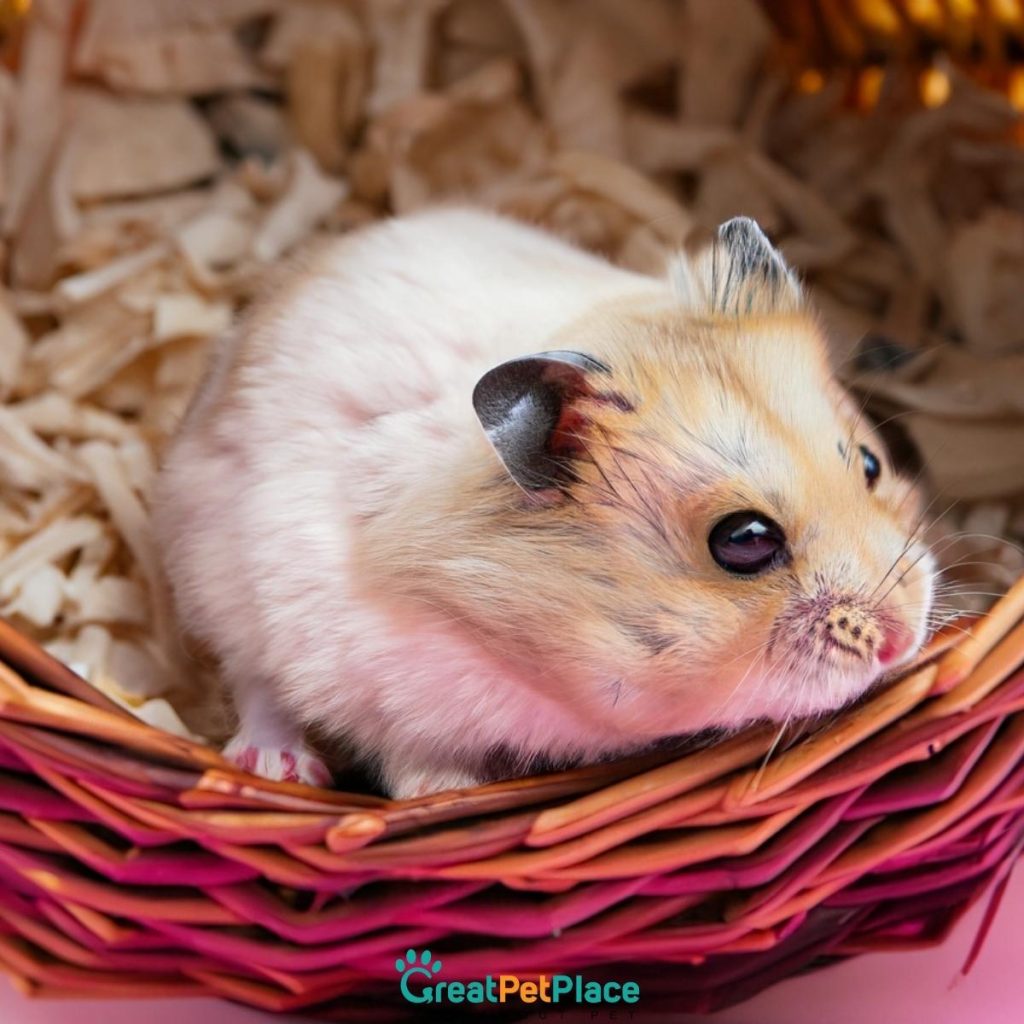Ugly-Male-Hamster-Names