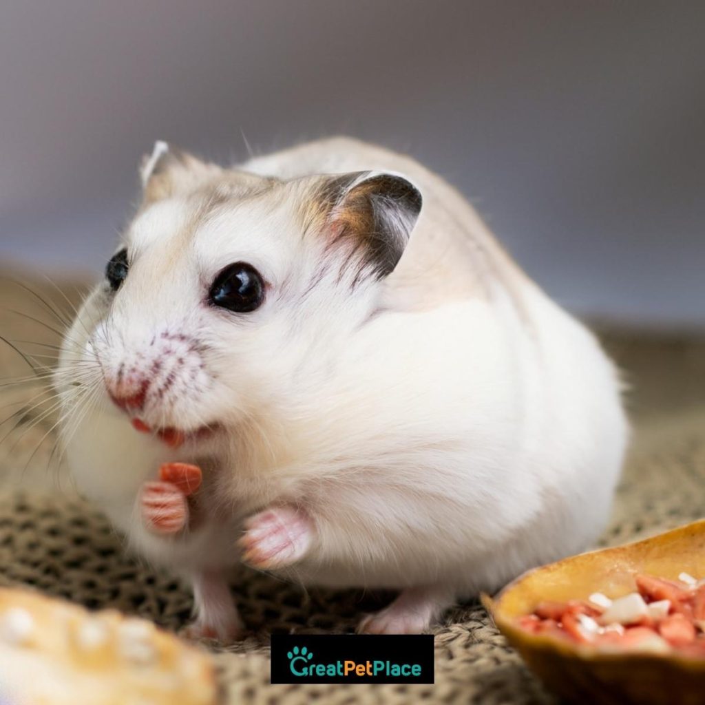 Unique-Epic-Hamster-Names-Based-On-Food