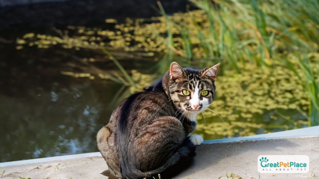 
Unique-pond-inspired-cat-names
