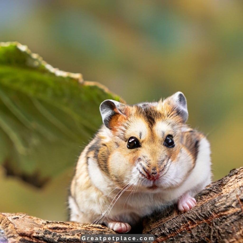 Unique-tiny-hamster-names