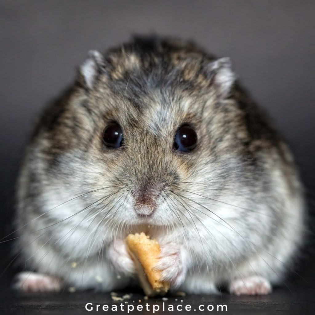 Unusual-Hamster-Names-Based-on-Food
