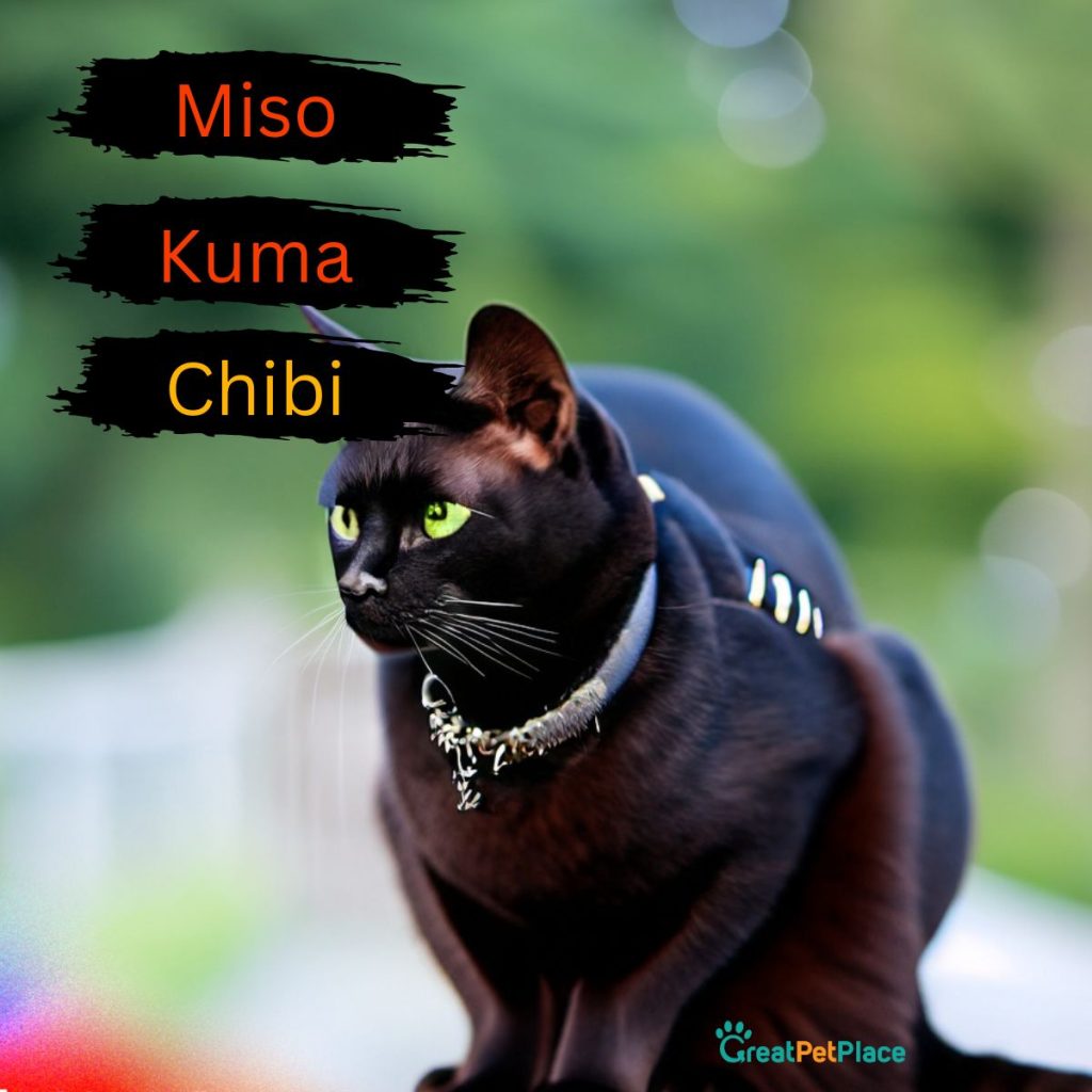 Asian-Black-Cat-Names-Cute