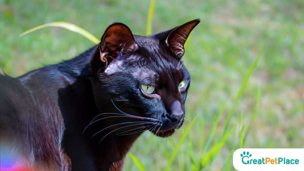 Asian-Black-Cat-Names-Male