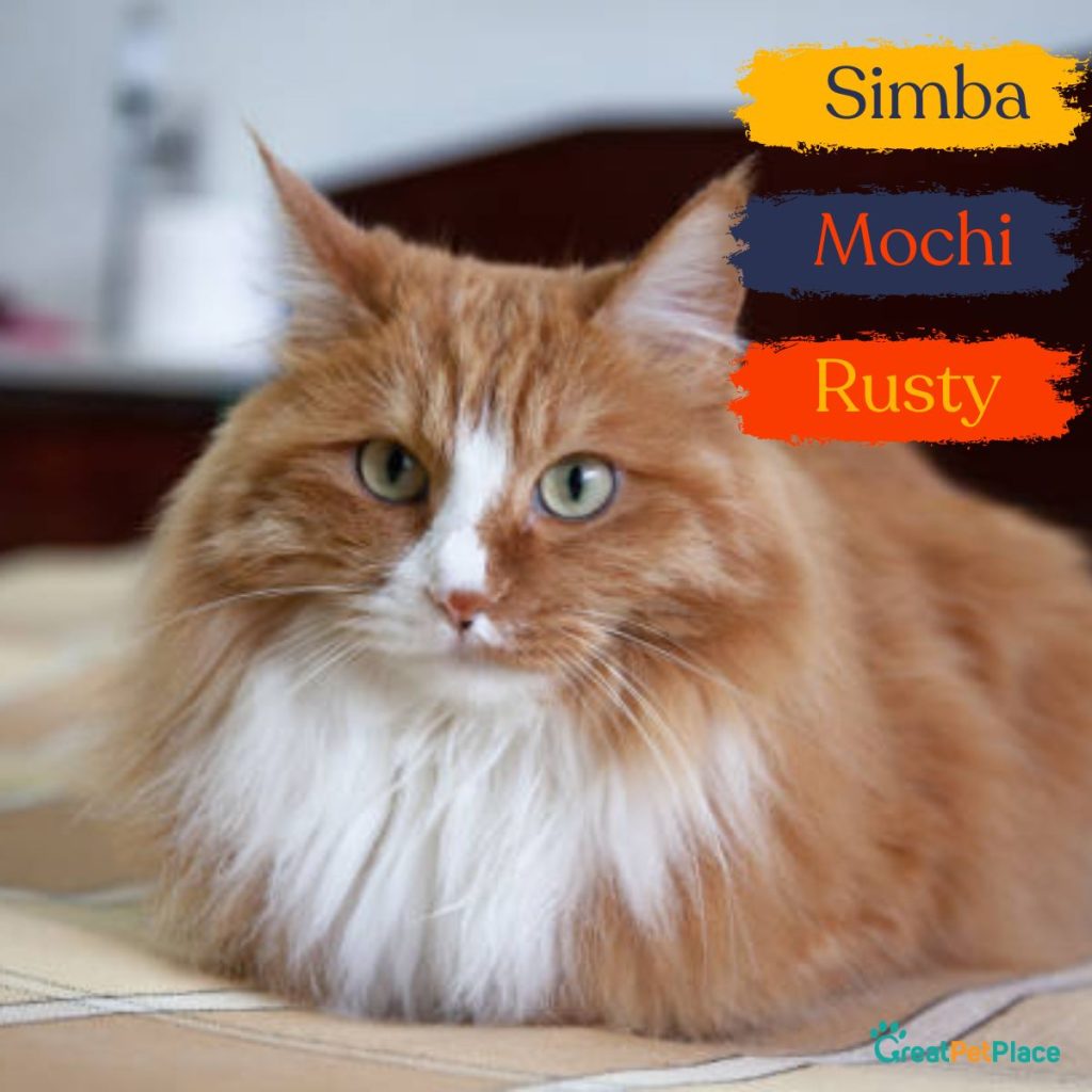 Asian-Orange-Cat-Names-Male