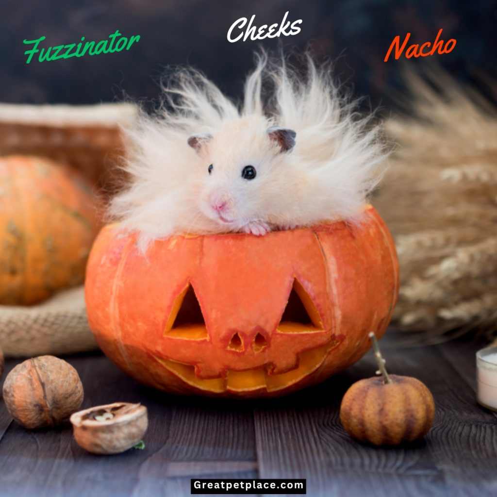 Classic-Halloween-Inspired-Hamster-Names.jpg

