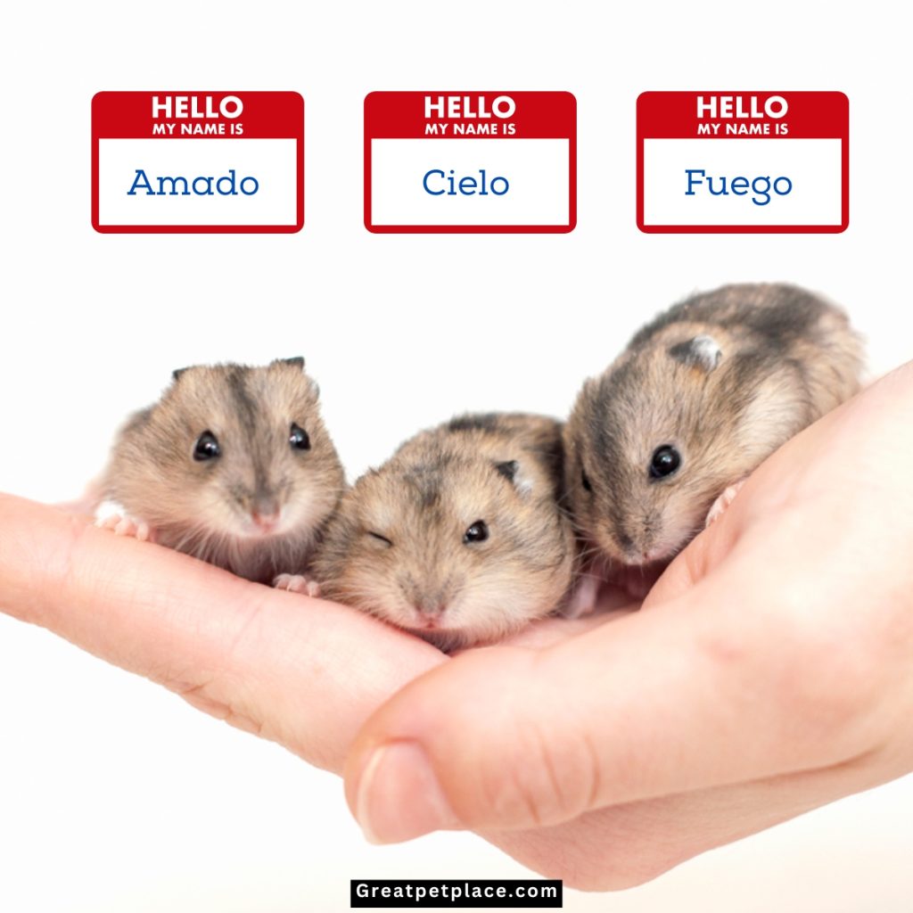 Creative-Hispanic-Hamster-Names.
