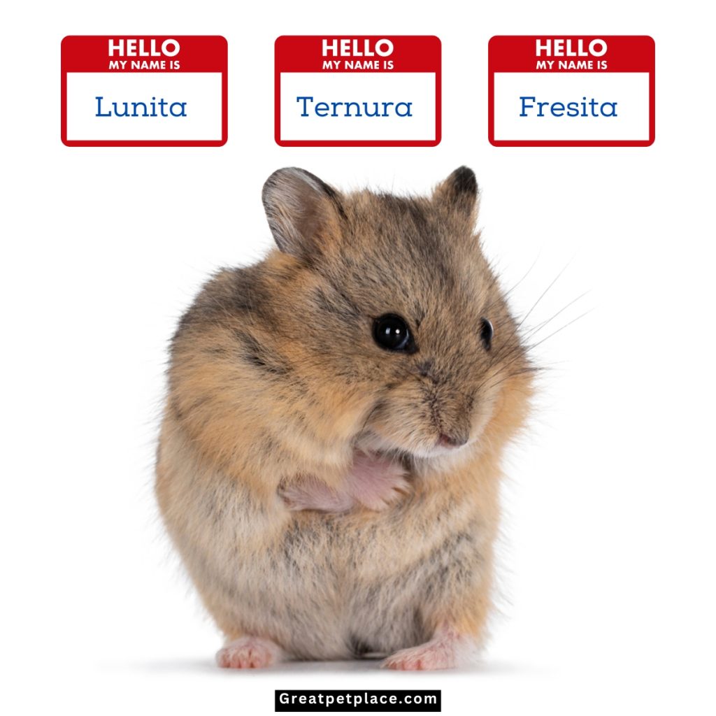 Cute-Hispanic-Hamsters-Names
