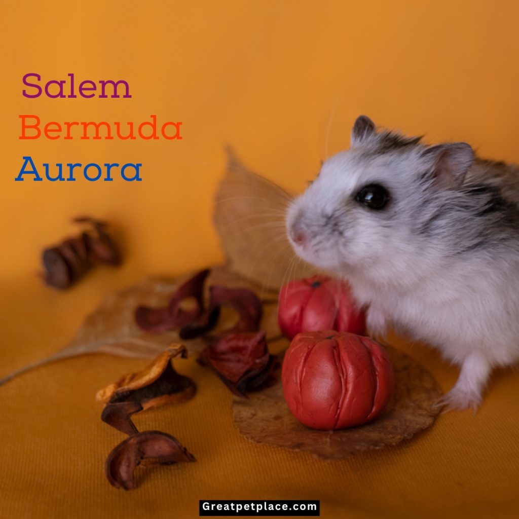 Eerie-Hamster-Names-Inspired-by-Places-and-Supernatural-Events.jpg