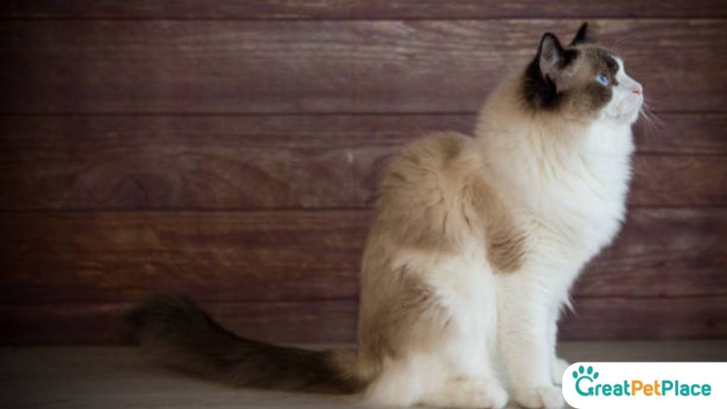Fairy-Tail-White-Cat-Names
