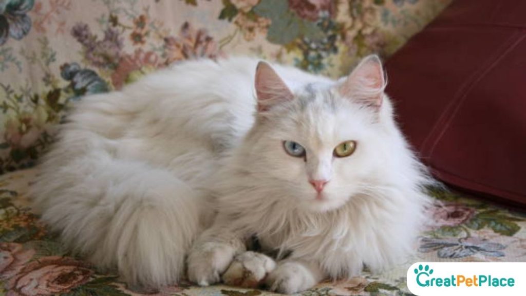 Fearless-White-Cat-Names