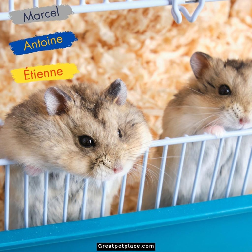 French-Boy-Hamster-Names.jpg
