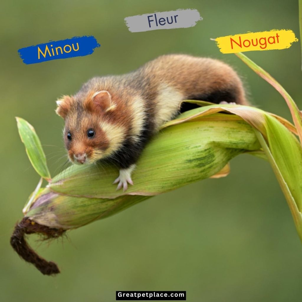 French-Dwarf-Hamster-Names.jpg
