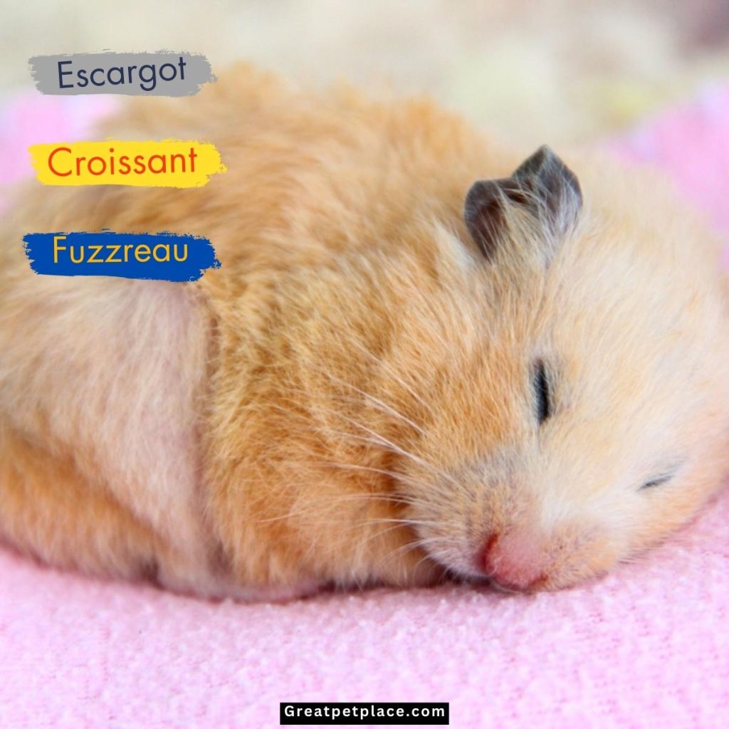 French-Funny-Hamster-Names.jpg
