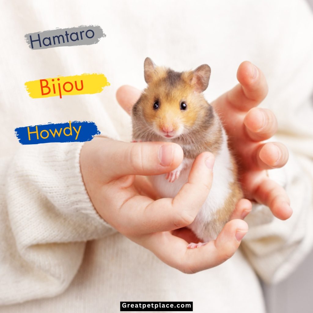 Hamtaro-Boy-Hamster-Names.jpg
