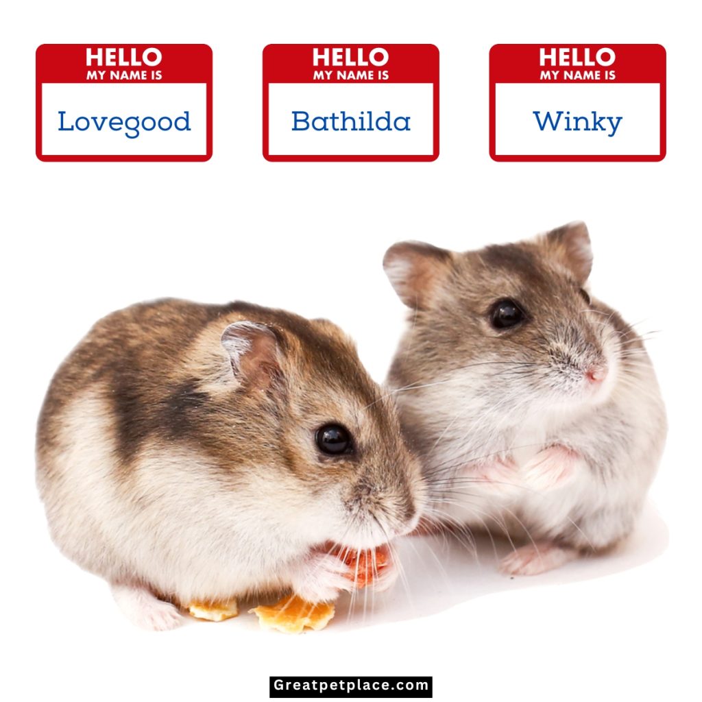 Human-Male-Hamster-Names.jpg
