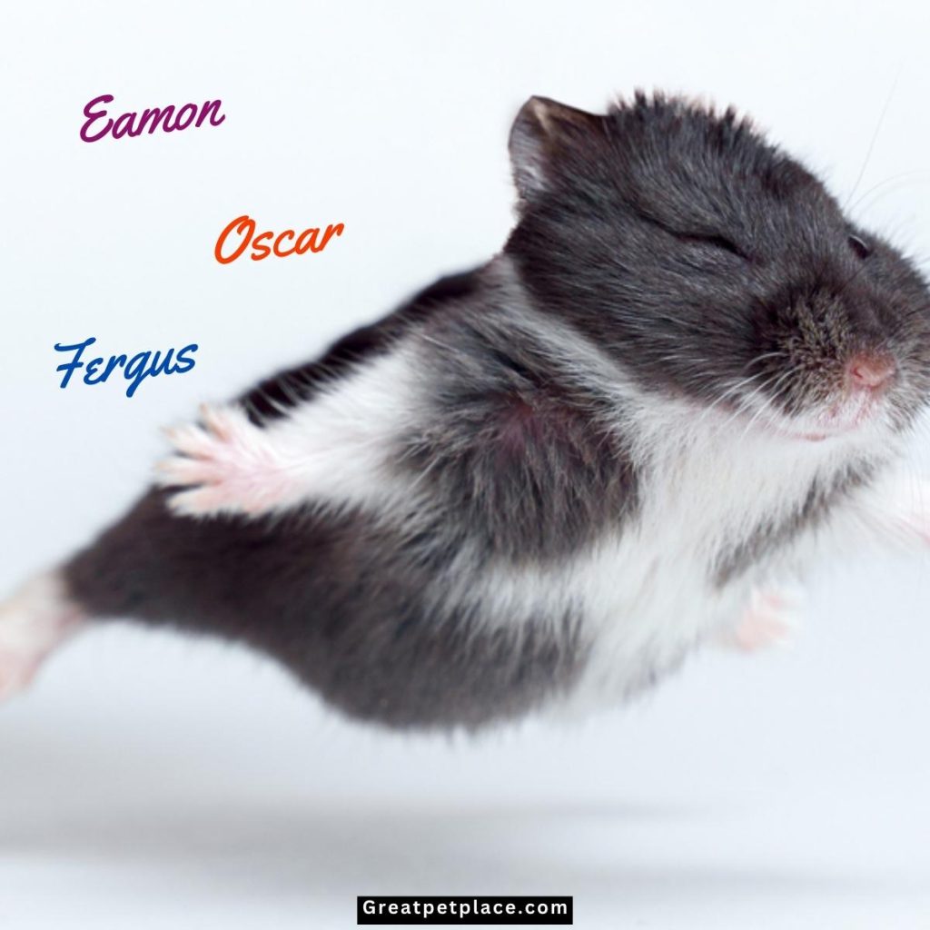 Irish-Funny-Hamster-Names.jpg
