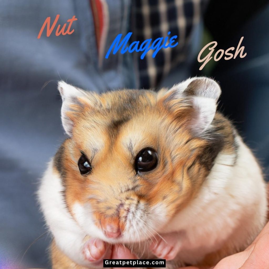 Italian-Hamster-Names-Based-On-Artist.jpg
