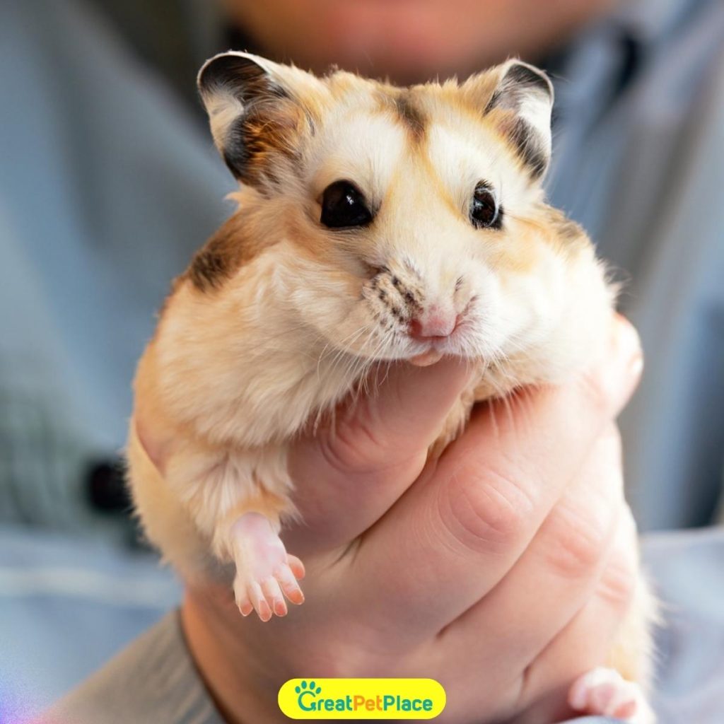 Japanese-Funny-Hamster-Names.jpg
