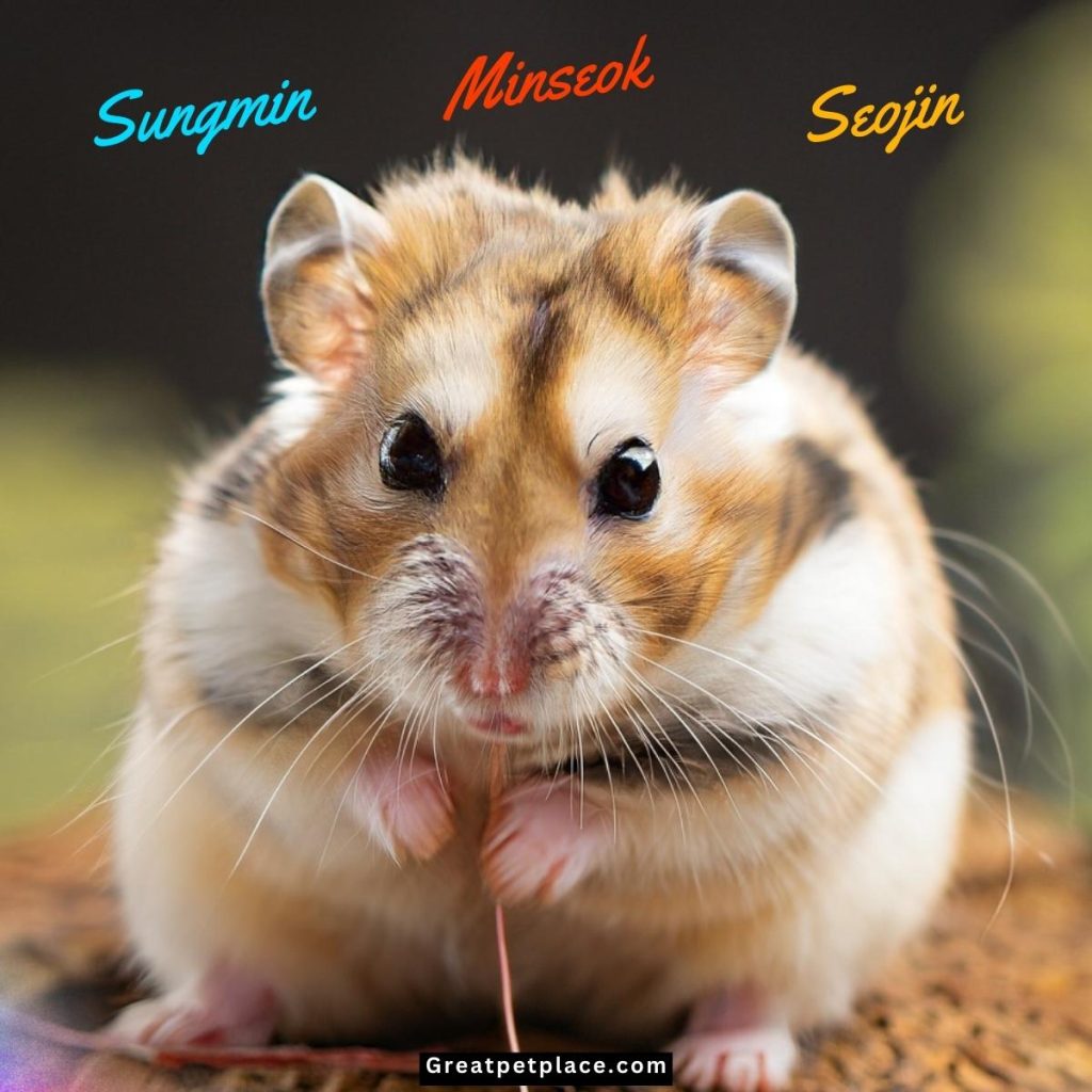 Korean-Boy-Hamster-Names.jpg
