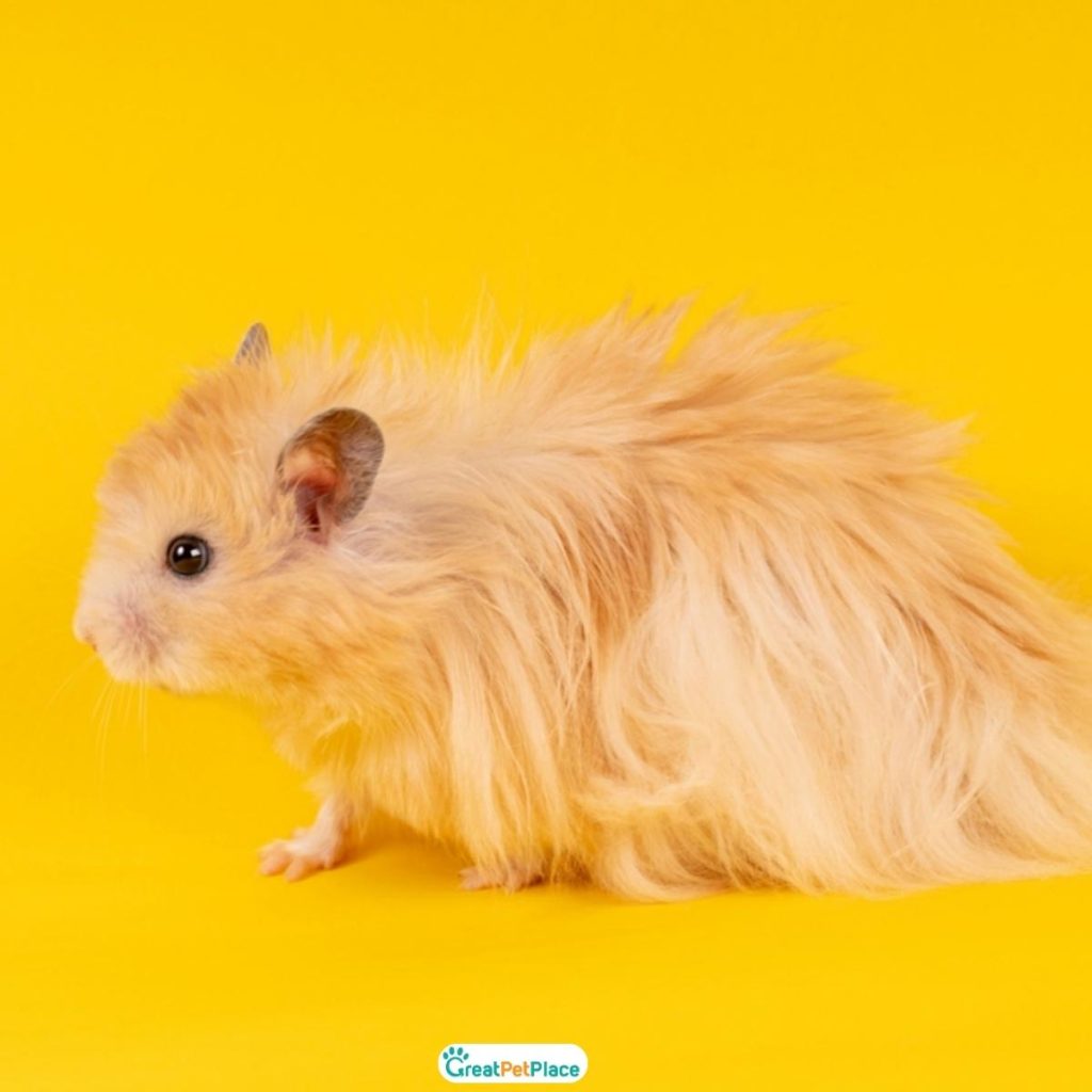 Long-haired-Good-Hamster-Names-1.jpg