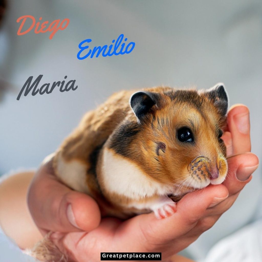Mexican-Funny-Hamster-Names-.jpg
