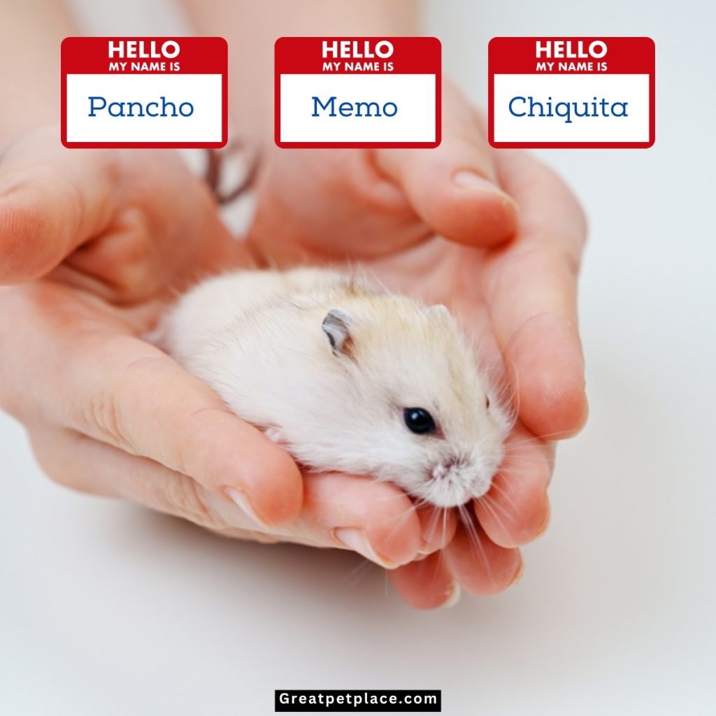 Cute-Hispanic-Hamsters-Names.
