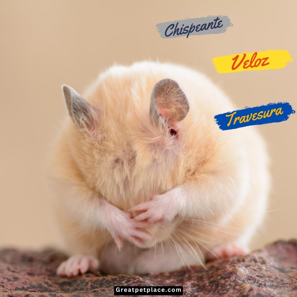 Spanish-Dwarf-Hamster-Names.jpg
