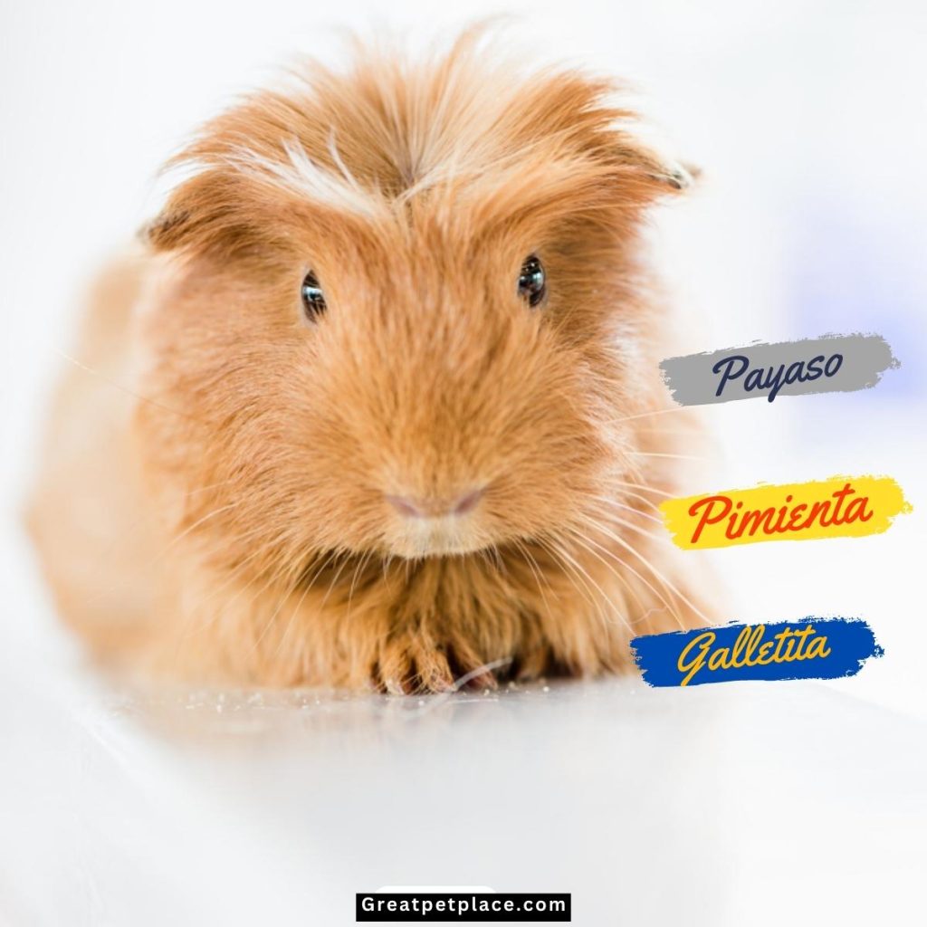 Spanish-Funny-Hamster-Names.jpg
