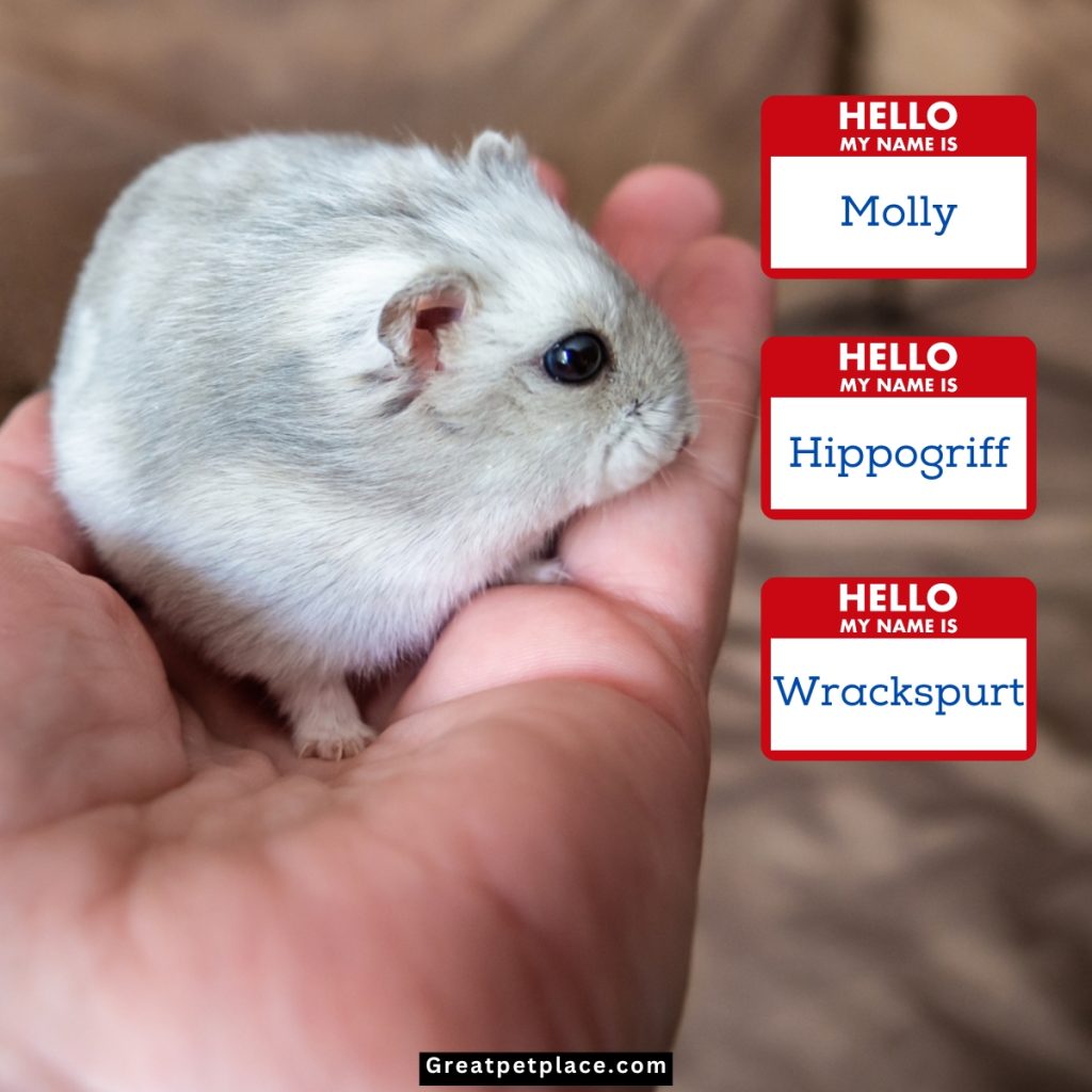 Unique-Human-Hamster-Names.jpg
