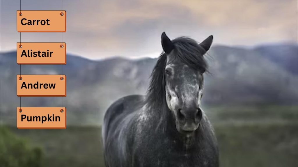 A-pretty-horse-named-male.