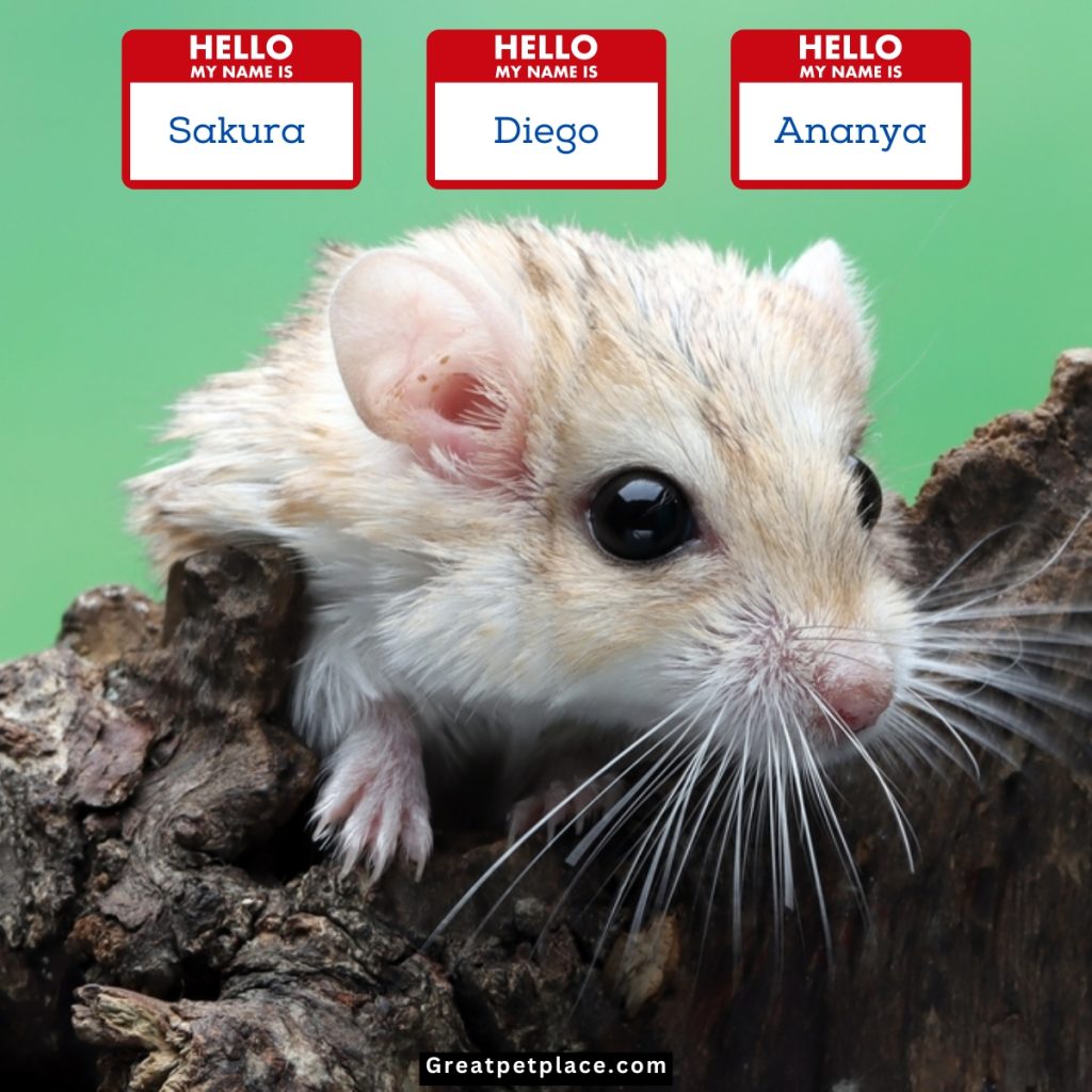 Cultural-Old-Hamster-Names.