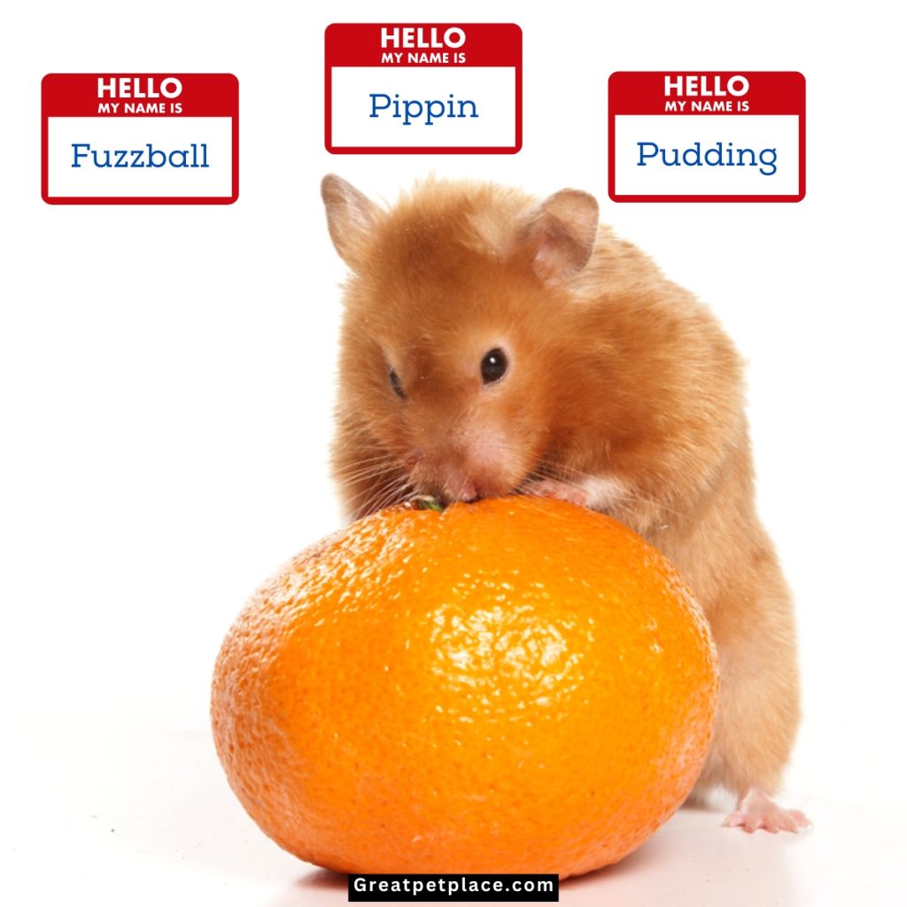 Cute-Orange-Hamster-Names.