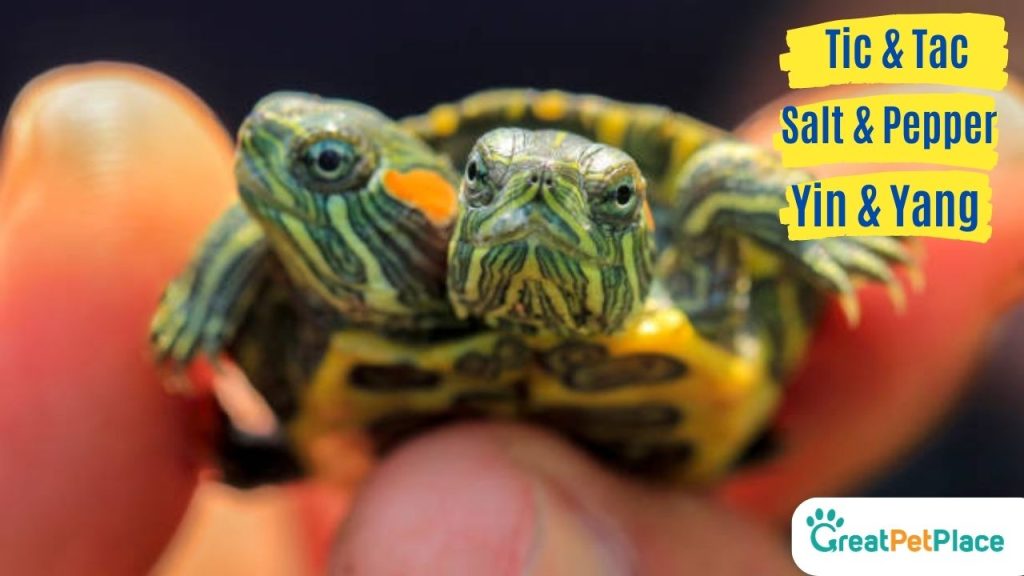 Cute-Twin-Turtle-Names