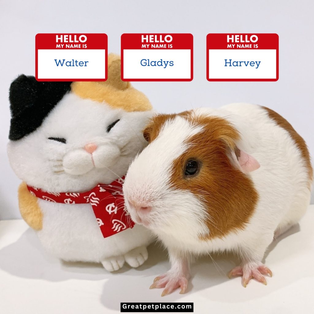 Decades-Inspired-Old-Hamster-Names.