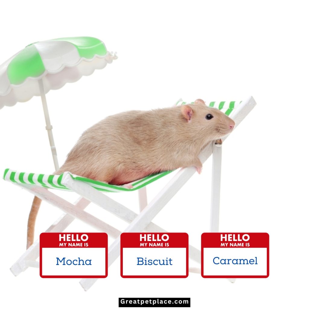 Delicious-Treat-Inspired-Hamster-Names